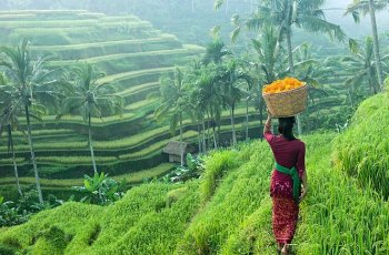 Countryside of Ubud bali