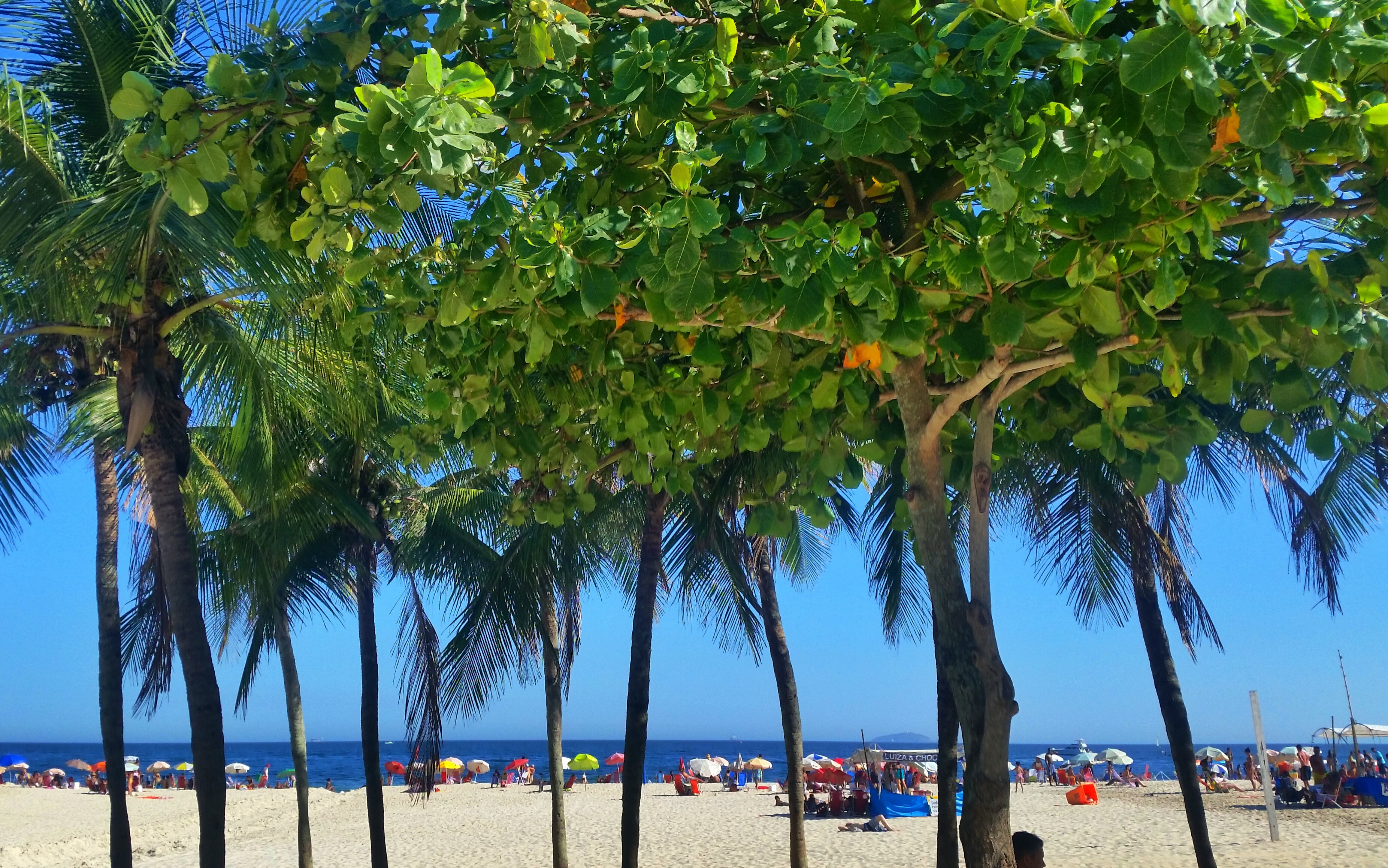 Paradise: Palm trees and colourful umbrellas at Copacabana Beach, Rio de Janaeiro