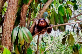 pictures-of-brazil-1