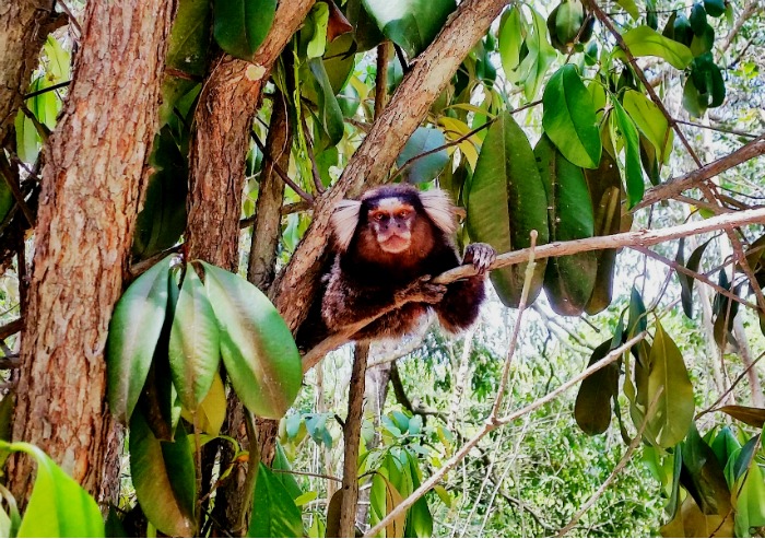 Marmoset monkey in Rio de Janeiro