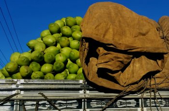 pictures-of-brazil-17