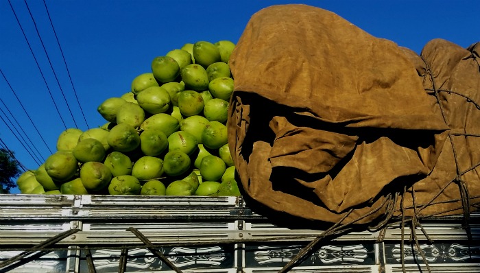 Fresh coconuts in Brasilia, Brazil