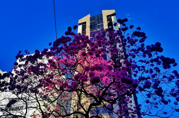 Blooming trees in São Paulo, Brazil