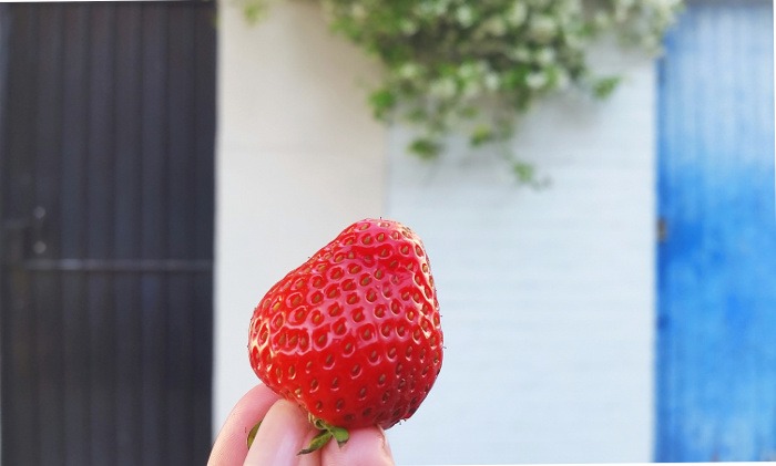 Fresh strawberries from the Portobello Road market | Things to do in London: A globetrotters' guide to getting blissfully lost in the backstreets of Notting Hill and Portobello Road Market.