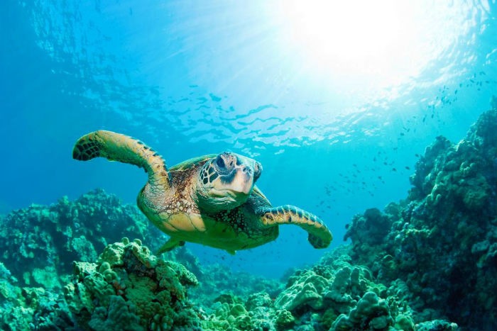 Guide to Maui - What to do in Maui: Snorkeling in Maui