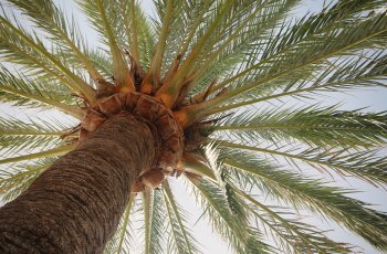 palm-tree-406995