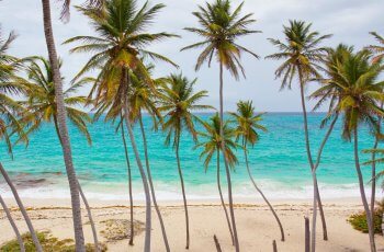 beach-palms