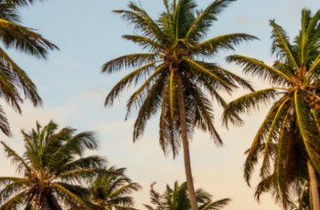 palms 430