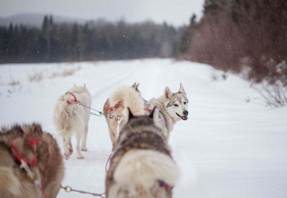 Dog Sledding - Essential Quebec Travel Tips You Need To Know Before Visiting