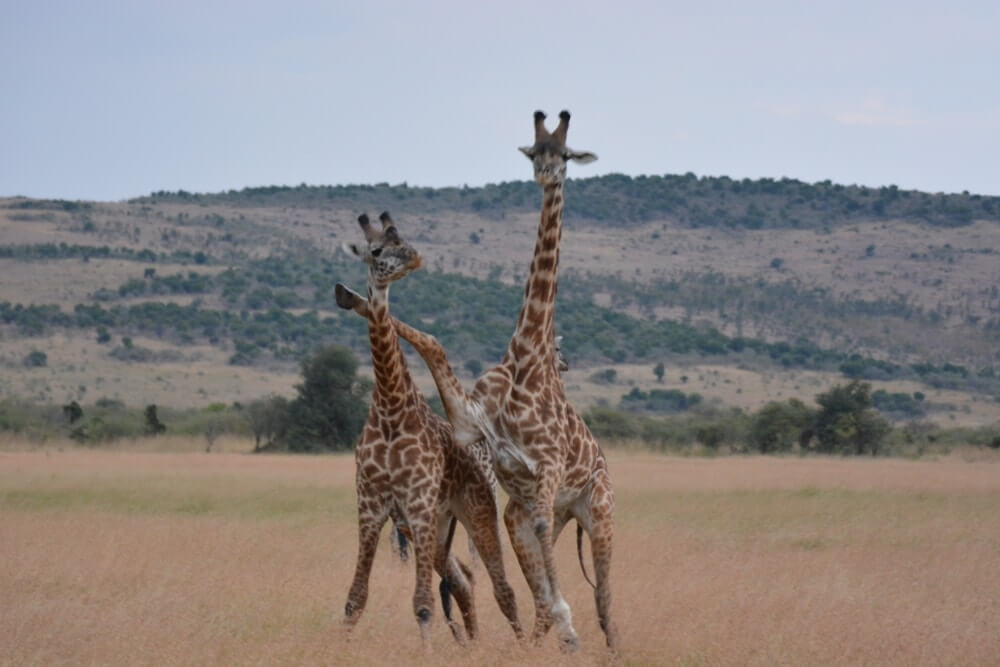 giraffe safari - Kenya and Tanzania Travel Tips You Need To Know Before Visiting