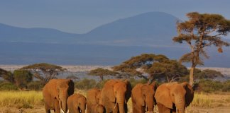 elephants safari-Kenya and Tanzania Travel Tips You Need To Know Before Visiting
