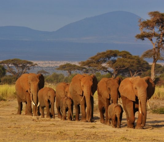 elephants safari-Kenya and Tanzania Travel Tips You Need To Know Before Visiting