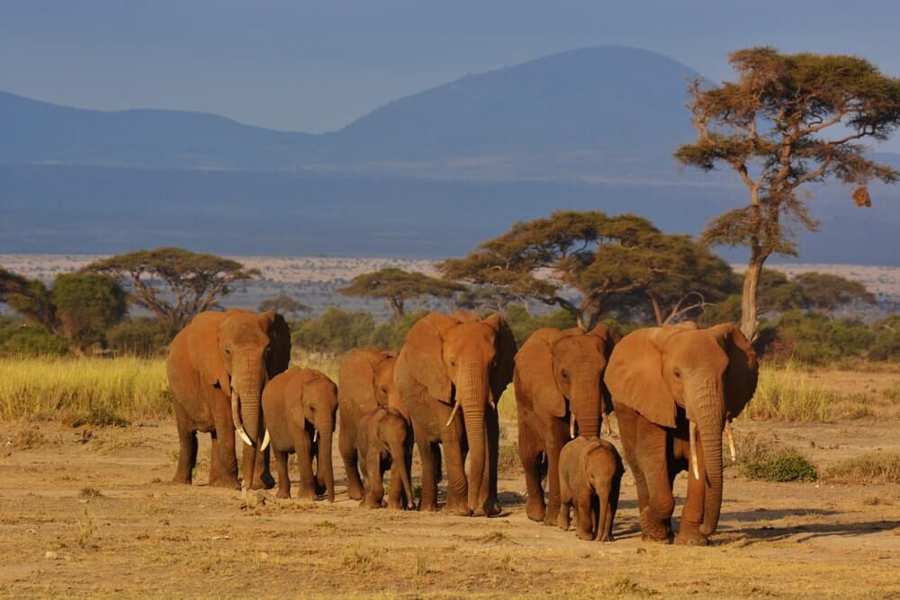 elephants safari-Kenya and Tanzania Travel Tips You Need To Know Before Visiting