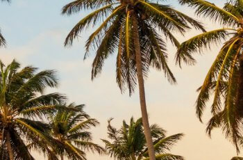 palm-trees-site-340