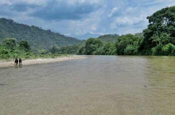 palomino-river