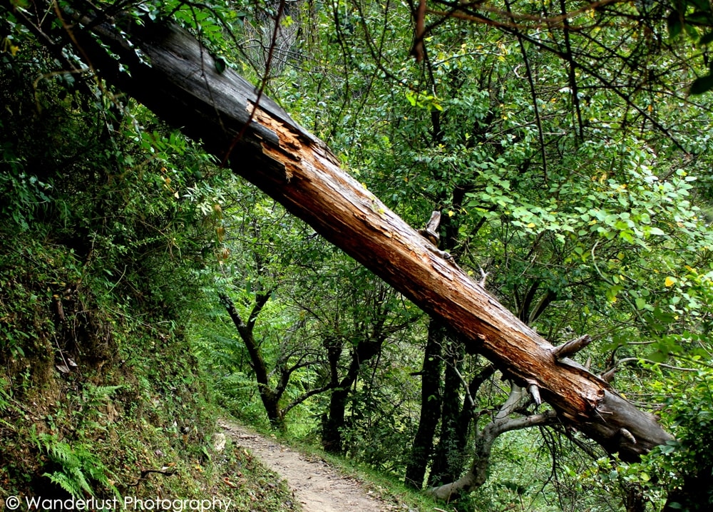 Tirthan Valley -Inside India: Locals' Mesmerising Himachal Pradesh Travel Tips And Insights