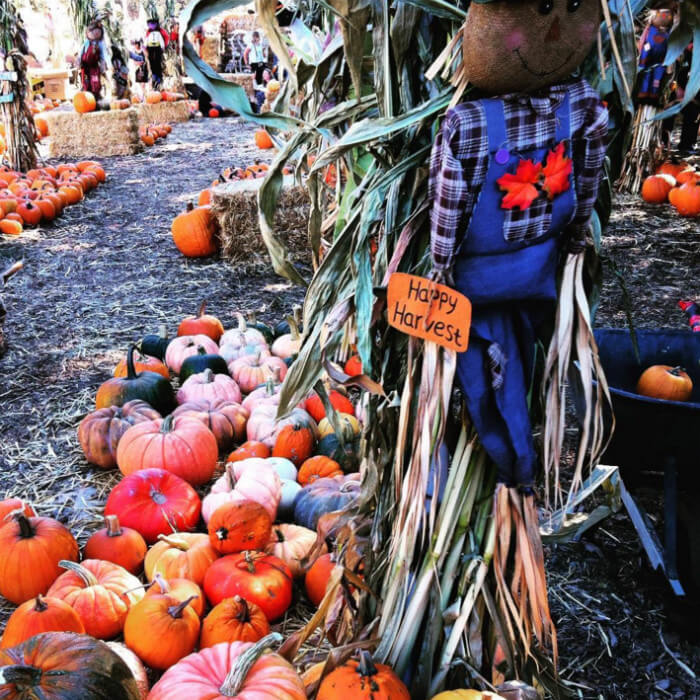 Halloween | Insider’s Guide: Essential San Francisco Travel Tips To Know Before Visiting