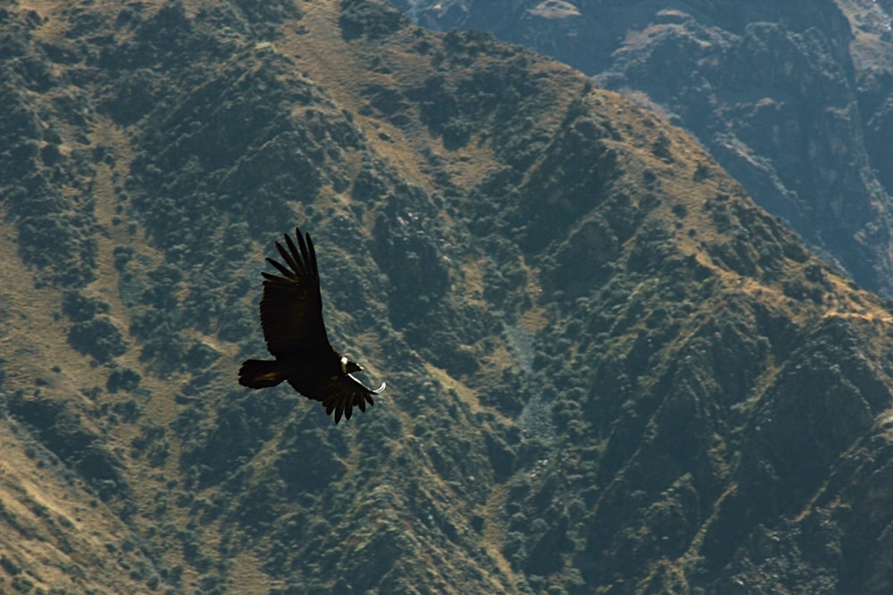Andean condor soaring over Colca Canyon - Insider’s Guide: Essential Peru Travel Tips You Need To Know Before Visiting 
