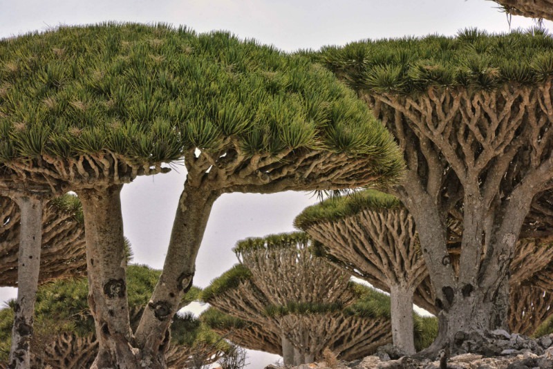 Socotra, Yemen | 13 Fascinating Mystery Landmarks in Asia