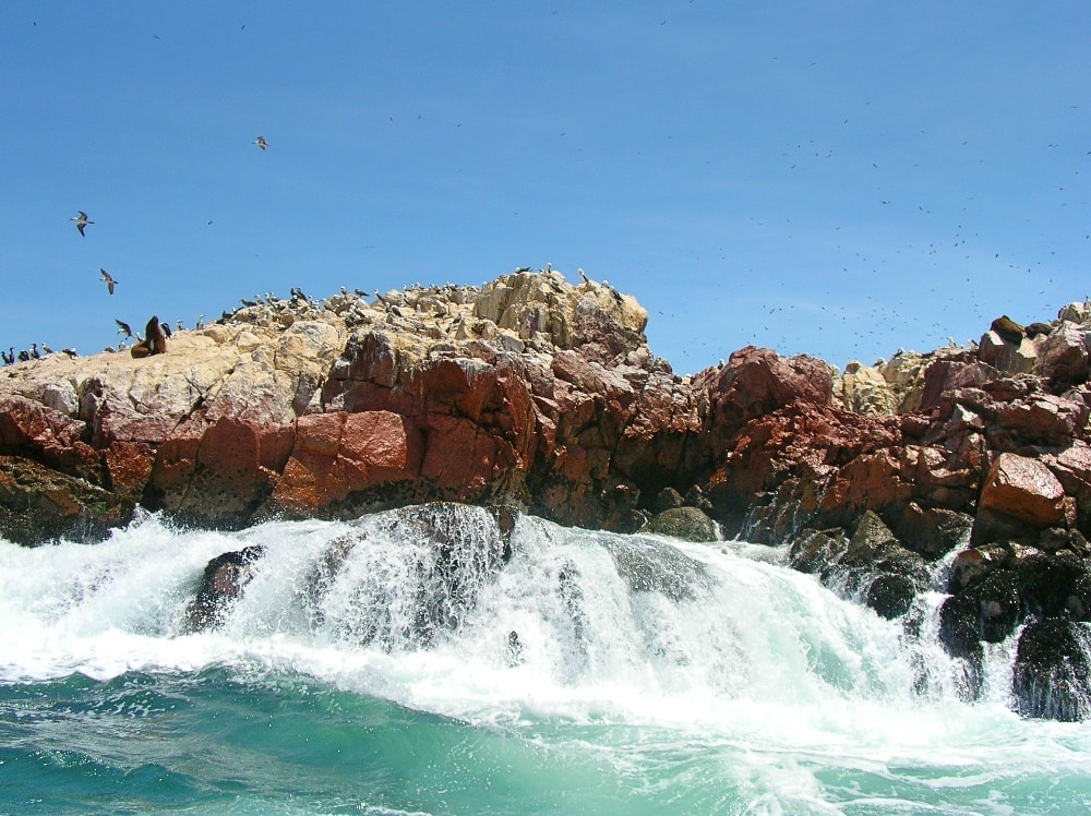 Fur seals and various types of birds in Ballestas Islands - Insider’s Guide: Essential Peru Travel Tips You Need To Know Before Visiting
