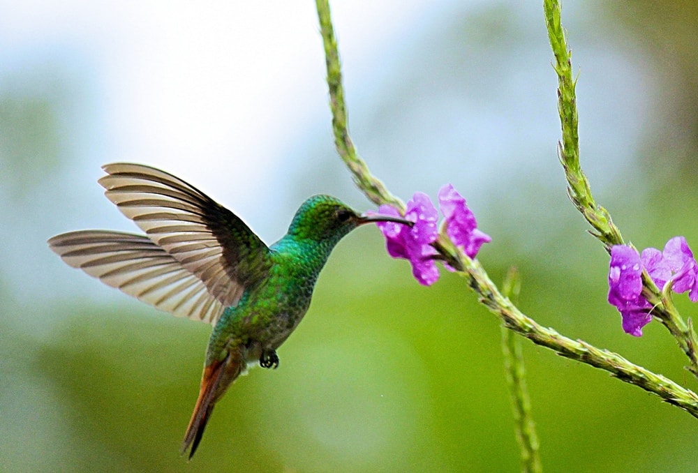 bird in Manu National Park - Insider’s Guide: Essential Peru Travel Tips You Need To Know Before Visiting