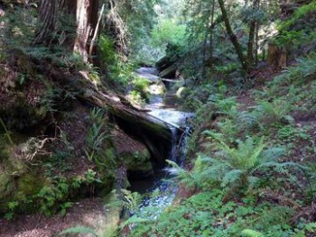 Land of Medicine Buddha - secret spots in Santa Cruz