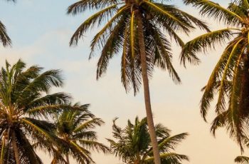 palm-trees-site-350-min