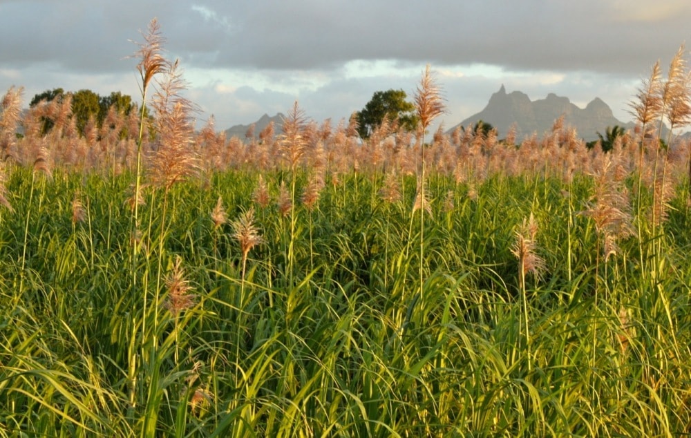 Sugarcane - Mauritius travel tips
