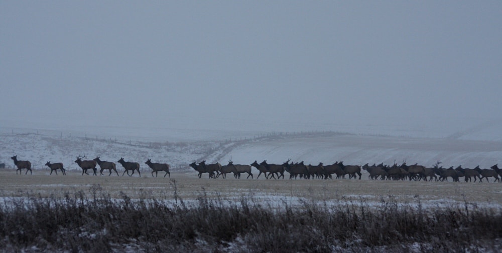 Alberta travel tips 5