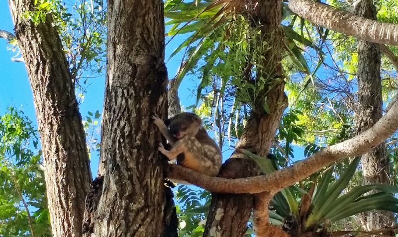 A little koala in the wild - Exploring the rock pools at Noosa National Park