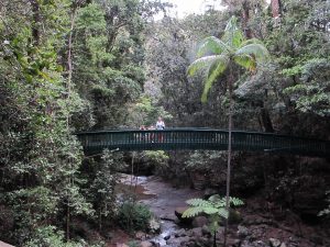 Buderim Rainforest Waterfall: Housesitting on the Sunshine Coast