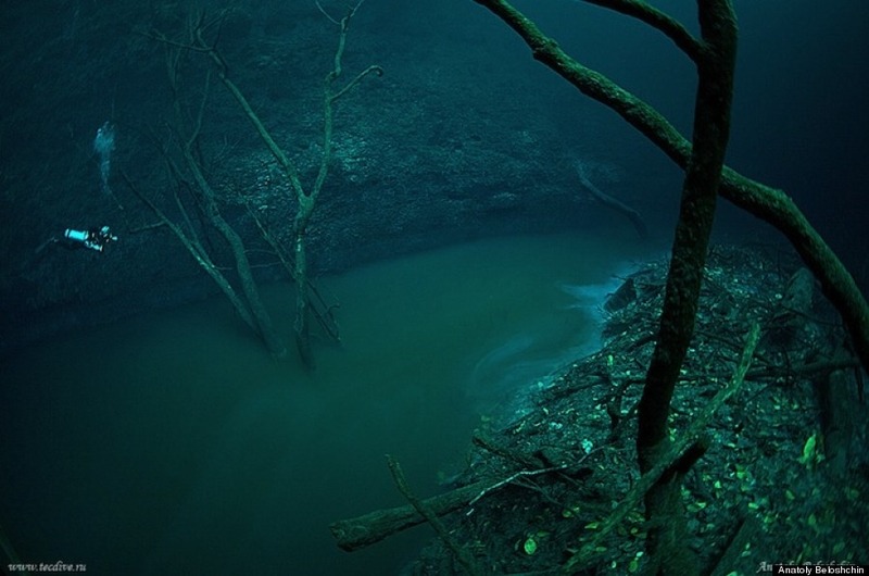 Weird places in the world - an eerie photo of a river under the sea surrounded with bare tree branches