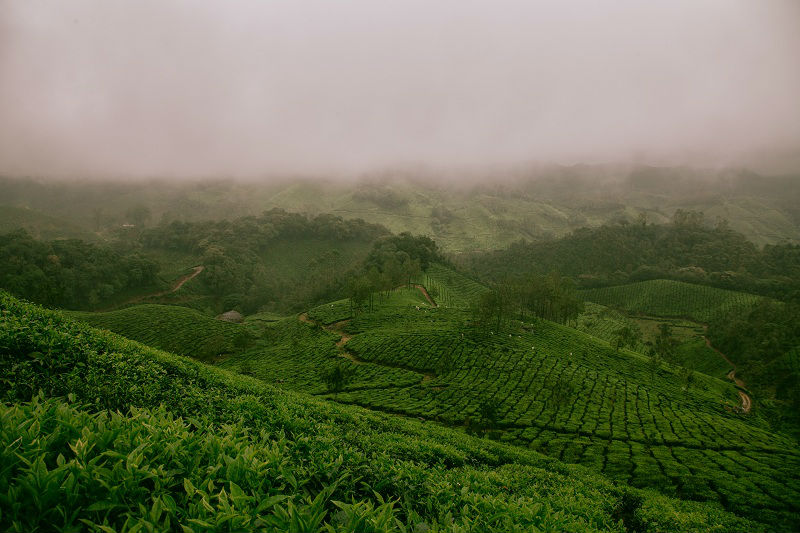 Darjeeling Tea Estates - 10 reasons to travel to India