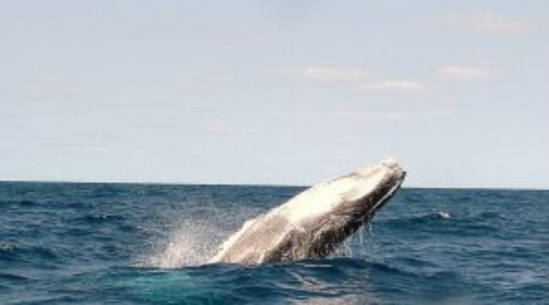 sunshine coast best things to do - humpback whale