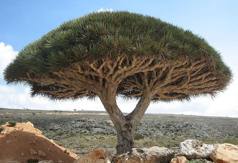 Due to the high rarity of the flora and fauna in the area, the Socotra Island has been coined as the "Lost World"