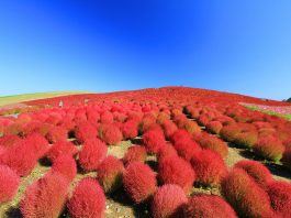 Red is the colour of passion, intensity, & love. In the first of our Shades of the World Series, we've listed 9 surreal travel attractions coloured in red.