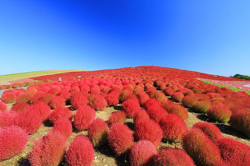 Shades of the World: Rows of red-leaved trees surrounding a crossroad