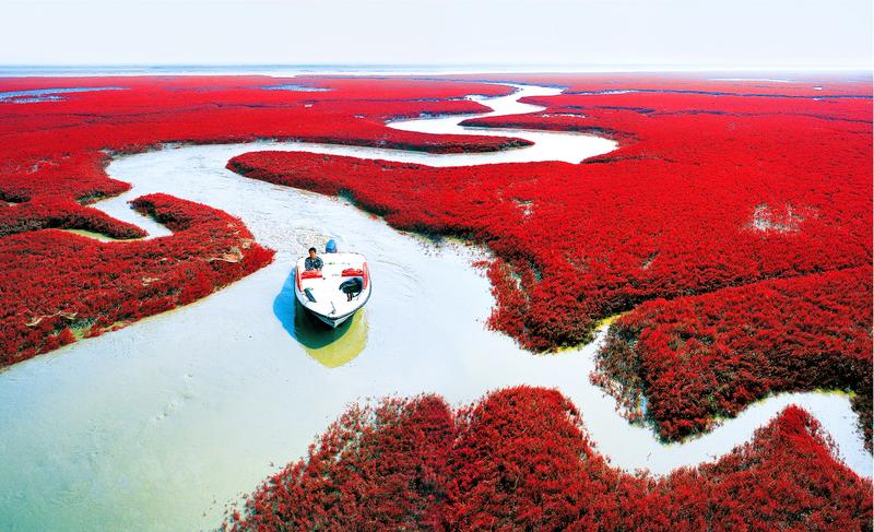 Shades of the World: a small boat crossing the red beach of Panjin, China lined with red blooms