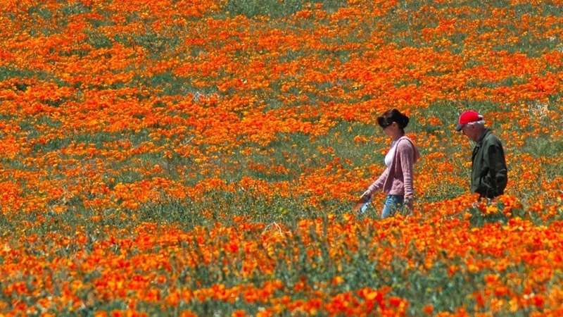 Shades of the World: Visitors strolling around a field of vibrant orange poppies in Antelope Valley