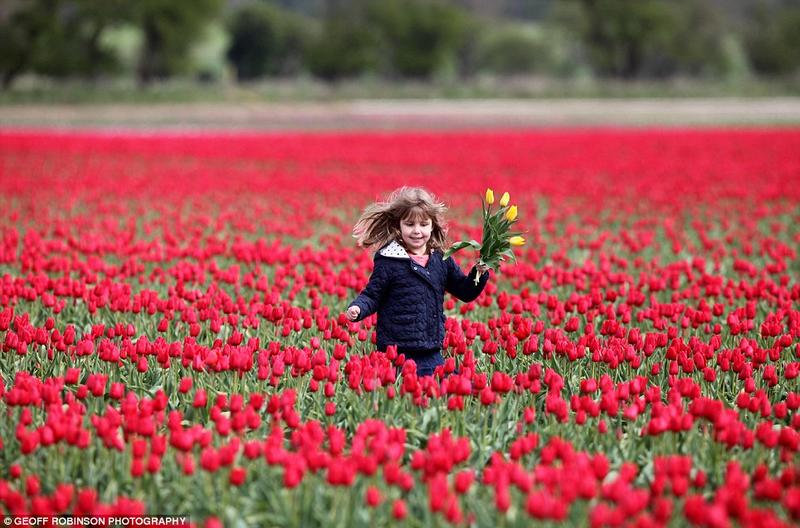 Shades of the World: A little girl frolicking in a field of red tulips with a bunch of flowers at hand