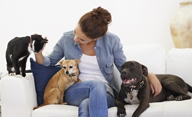 Best travel jobs: pet sitting