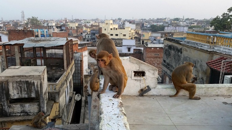 Benaras, also known as Varanasi, is so chaotic yet so peaceful