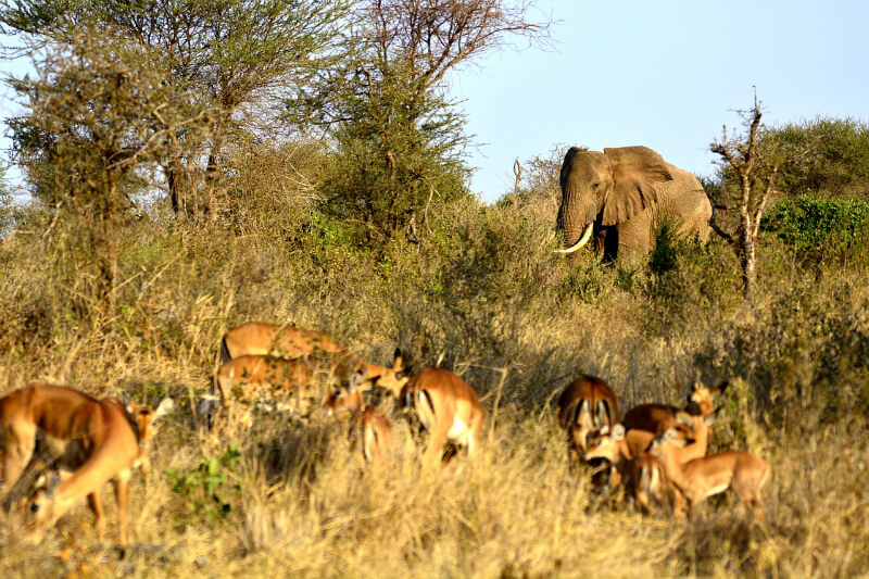 Serengeti National Park: Best National Parks To Photograph