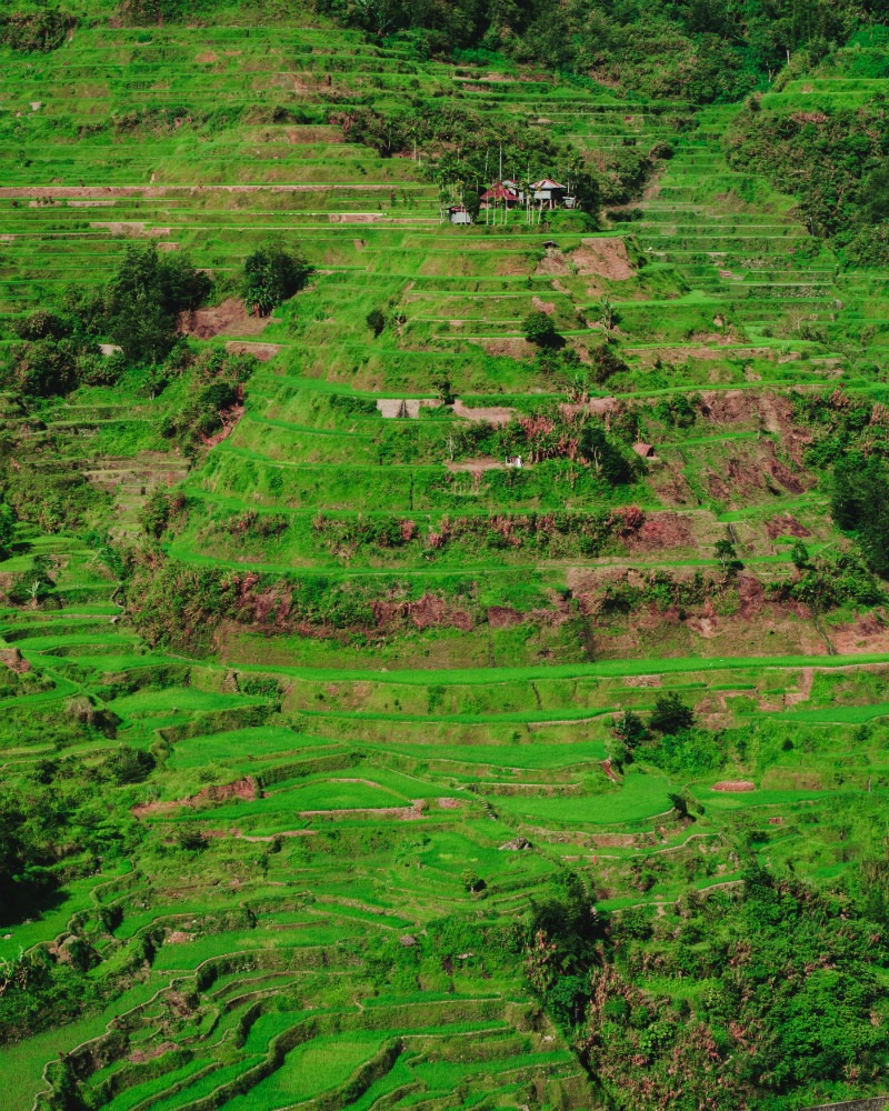 Reasons to visit the Philippines - Scenic rice terraces