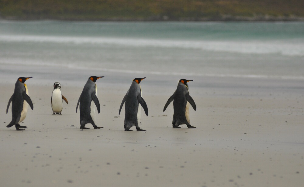 King penguins at Volunteer Point