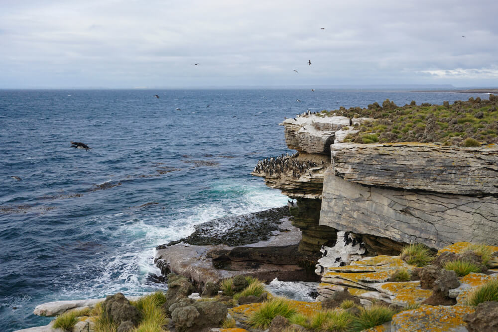 Penguins on rocky cliff face, Falkland Islands