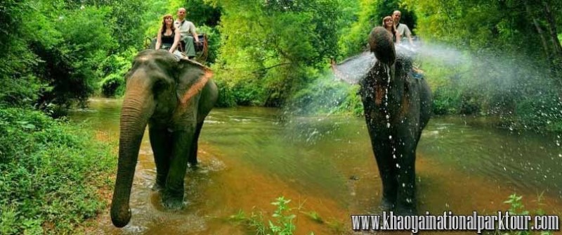 Khao Yai National park tour with the elephants.
