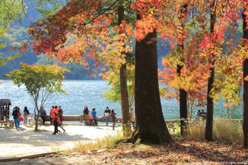 Natural Wonder of South Korea, Nami Island