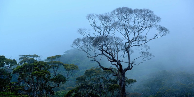 Sinharaja Forest Reserve in Sri lanka