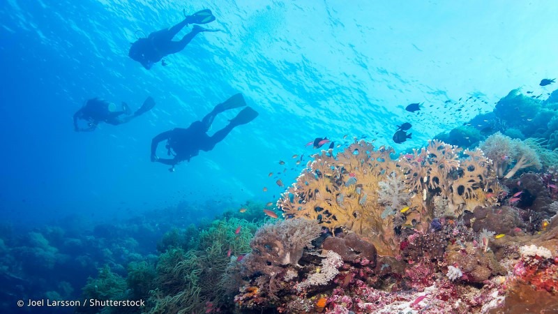 Tubbataha Reef National park, Palawan